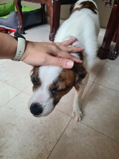 Summer - Shih Tzu Mix Dog