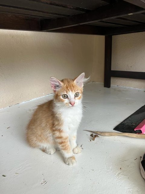 No Name - Domestic Long Hair Cat