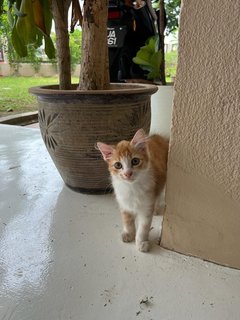 No Name - Domestic Long Hair Cat