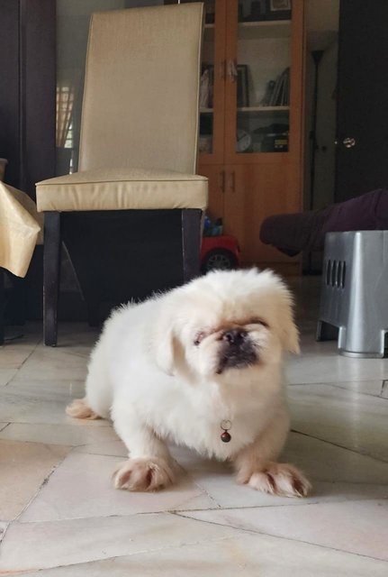 Alfred - Pekingese Dog