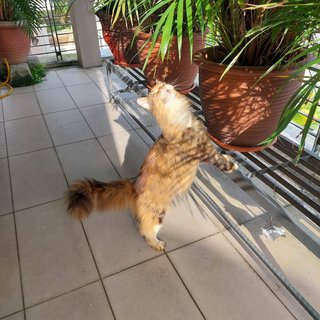 Greta And Coco - Maine Coon Cat