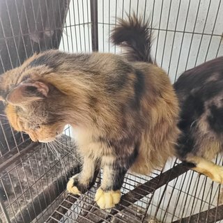 Greta And Coco - Maine Coon Cat