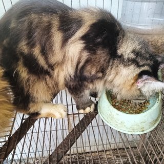 Greta And Coco - Maine Coon Cat