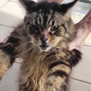 Greta And Coco - Maine Coon Cat