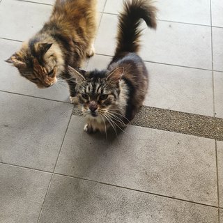 Greta And Coco - Maine Coon Cat