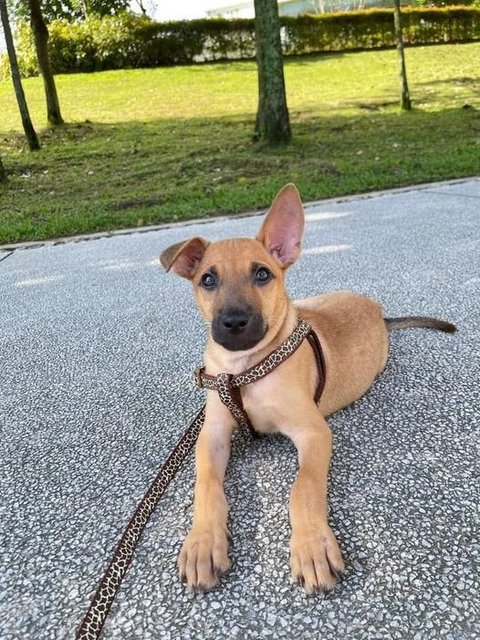 Billy - Mixed Breed Dog