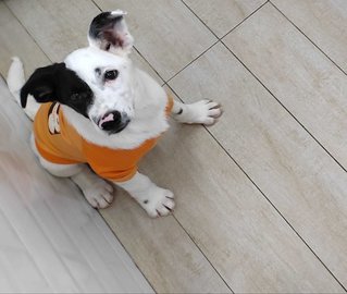 Male Puppy - 4 Months - Mixed Breed Dog