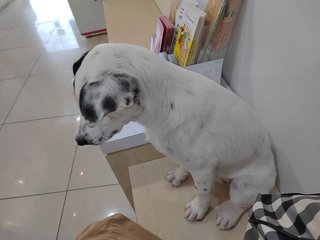 Male Puppy - 4 Months - Mixed Breed Dog