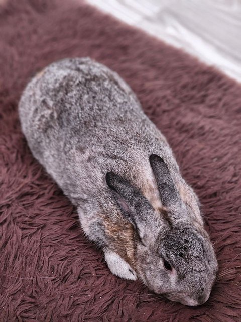 Poopoo - Chinchilla Rabbit