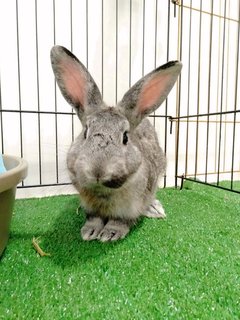 Poopoo - Chinchilla Rabbit