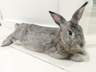 Poopoo - Chinchilla Rabbit