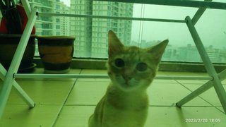 Doji - Domestic Short Hair Cat