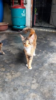 Tiger - Domestic Short Hair Cat