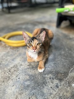 Tiger - Domestic Short Hair Cat