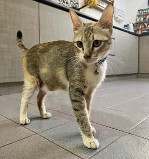 Mumbai - Domestic Short Hair Cat