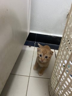 1 Kittens (1 Orange) - Domestic Short Hair Cat