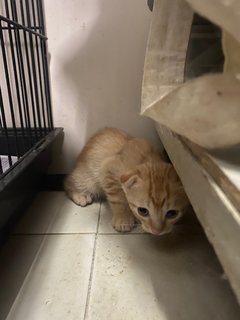 1 Kittens (1 Orange) - Domestic Short Hair Cat