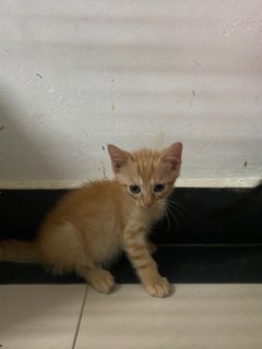 1 Kittens (1 Orange) - Domestic Short Hair Cat