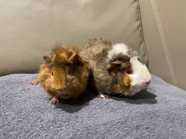 Red Eye N Daughter - Guinea Pig - Guinea Pig Small & Furry