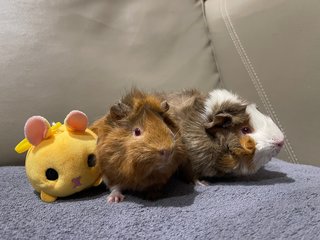 Red Eye N Daughter - Guinea Pig - Guinea Pig Small & Furry