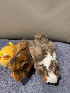 Red Eye N Daughter - Guinea Pig - Guinea Pig Small & Furry