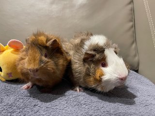 Red Eye N Daughter - Guinea Pig - Guinea Pig Small & Furry