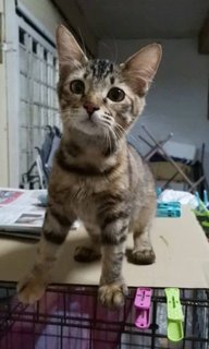 Tabby Girl - Domestic Short Hair + Tabby Cat