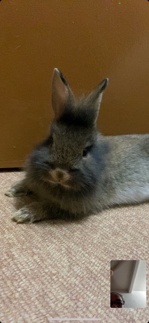 Cute Rabbit - Netherland Dwarf Rabbit