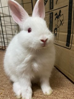 Cute Rabbit - Netherland Dwarf Rabbit