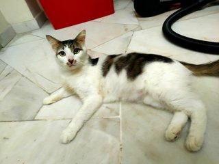 Naga - Domestic Medium Hair Cat