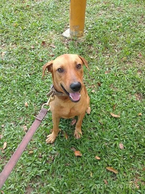 Lucky - Mixed Breed Dog