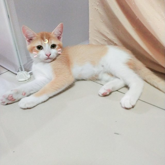 Dabora  - British Shorthair + Calico Cat