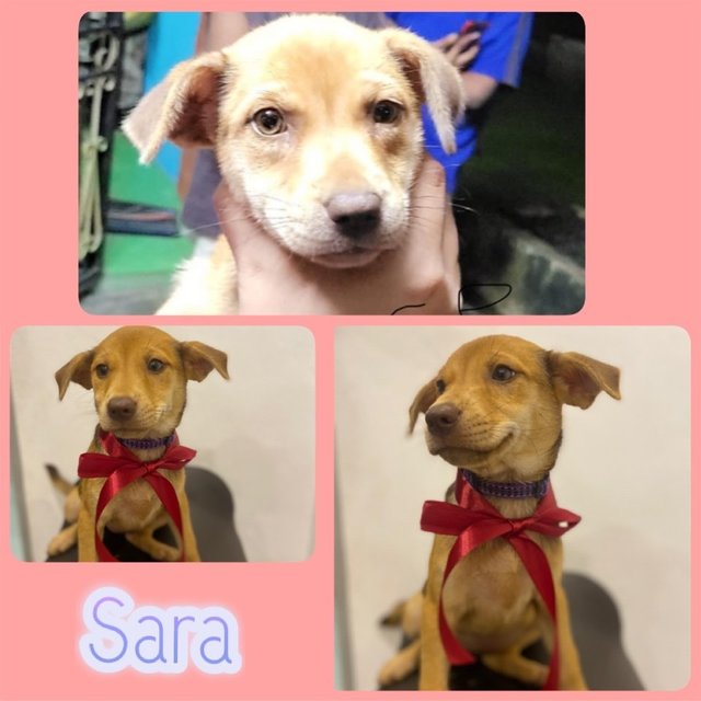 Sara - Mixed Breed Dog