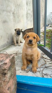 Brownie - Mixed Breed Dog