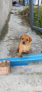 Brownie - Mixed Breed Dog