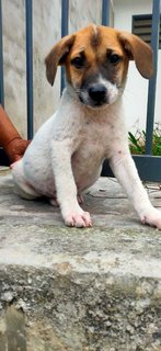 Vico - Mixed Breed Dog