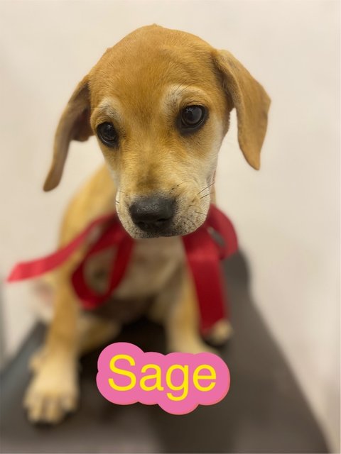 Sage - Mixed Breed Dog