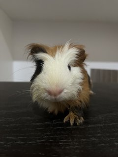 Daisy - Guinea Pig Small & Furry