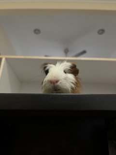 Daisy - Guinea Pig Small & Furry