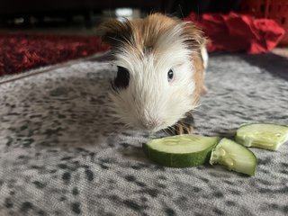 Daisy - Guinea Pig Small & Furry