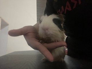 Daisy - Guinea Pig Small & Furry