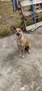 Good Girl - Mixed Breed Dog