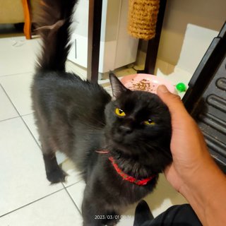 Teddy - Maine Coon + British Shorthair Cat