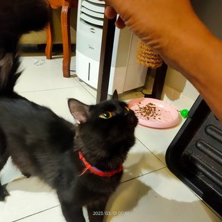 Teddy - Maine Coon + British Shorthair Cat