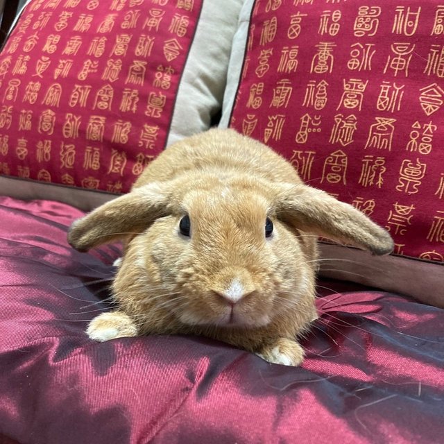 Lop Bunny - Holland Lop Rabbit