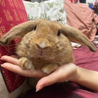 Lop Bunny - Holland Lop Rabbit