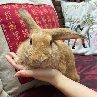 Lop Bunny - Holland Lop Rabbit