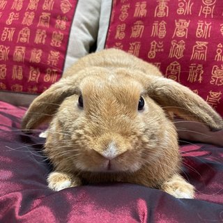 Lop Bunny - Holland Lop Rabbit