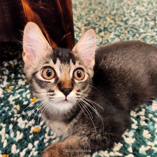  Zicco - Maine Coon + Domestic Long Hair Cat