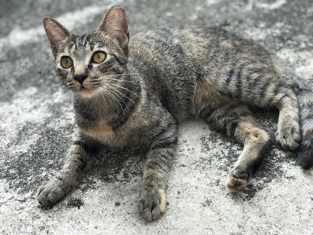 Daisy - Domestic Short Hair + Tabby Cat